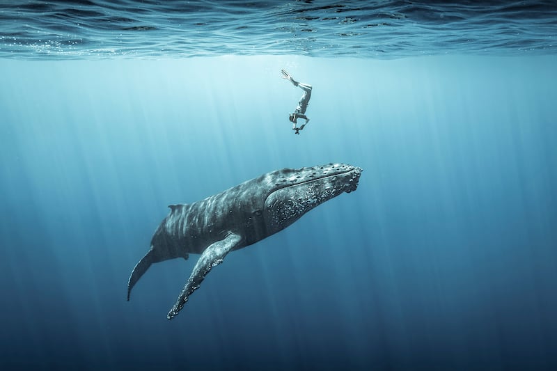 Third place in Ocean Adventure Photographer of the Year, Sebastien Pontoizeau: A freediver duck dives to capture a photograph of a humpback whale off the coast of Reunion Island