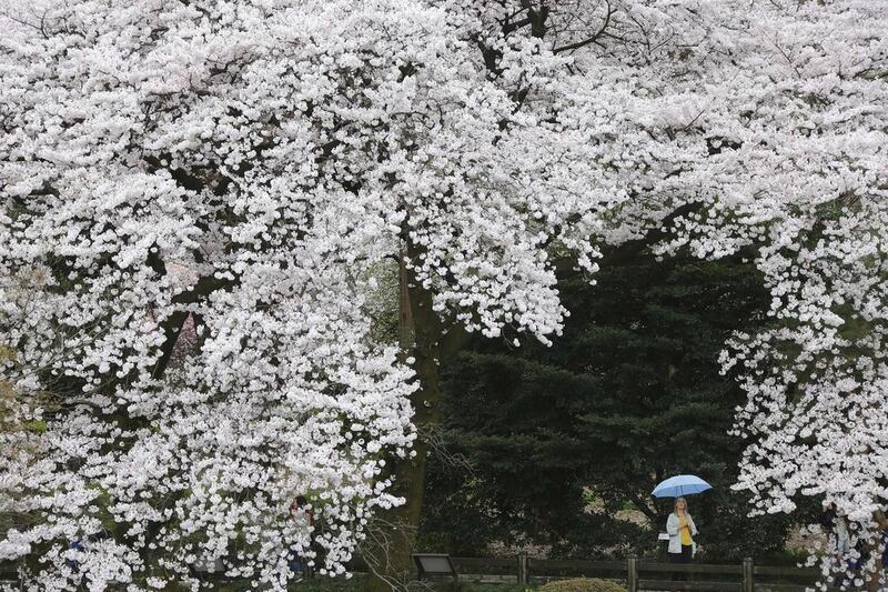 A woman stands under the blooming cherry blossoms at Shinjyuku-Gyoen in Tokyo. Koji Sasahara / AP / April 7, 2017