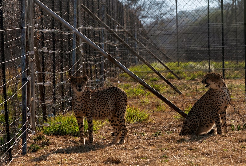 Two cheetahs inside a quarantine section at a reserve near Bella Bella, South Africa.