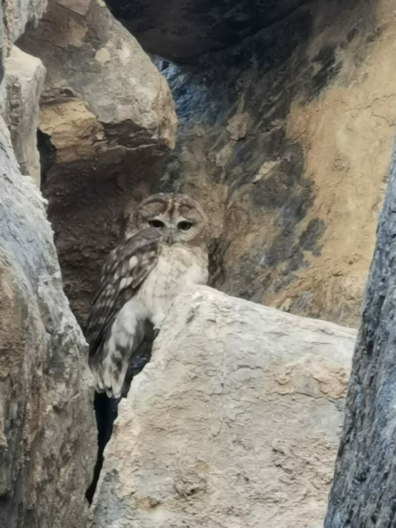 The Omani owl which was spotted in Fujairah and recorded by the emirate's Environment Authority in May