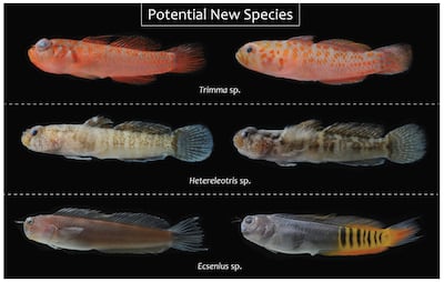 The potential new species found in the UAE's coral reefs. Courtesy Jordan M Casey