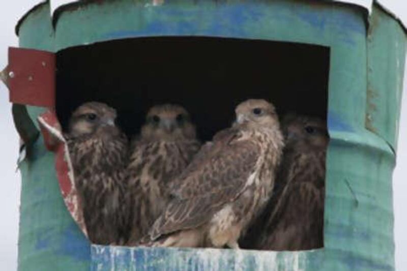 The process of placing 5,000 artificial nests has begun, which will provide nesting sites for up to 500 pairs of Saker Falcons by the year 2015.