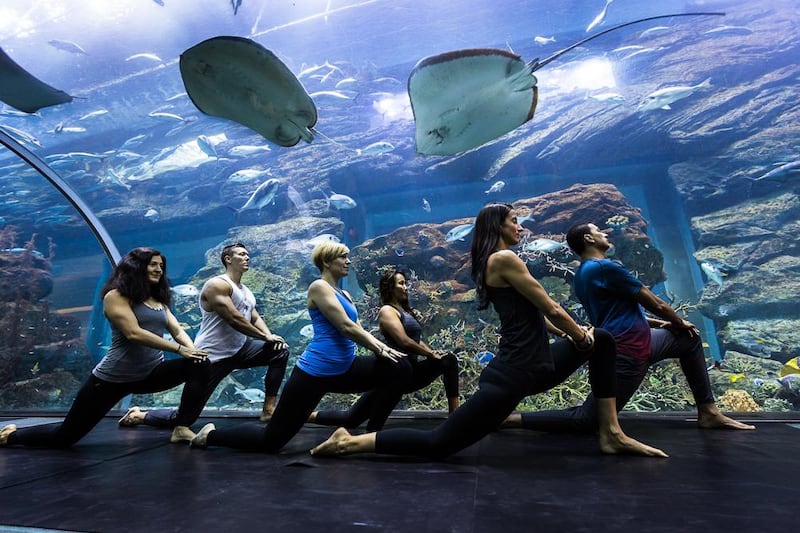 Register to take part in yoga classes in the tunnel of Dubai Aquarium & Underwater Zoo this weekend and next weekend. Dubai Aquarium & Underwater Zoo