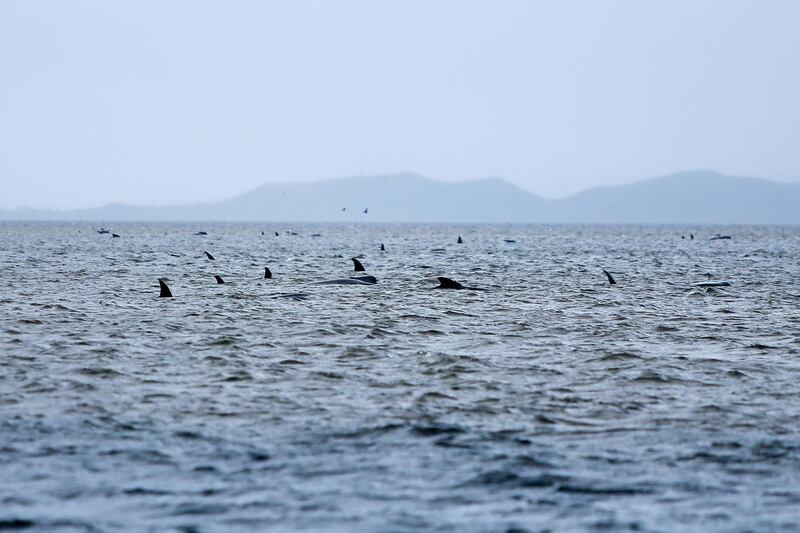 Stranded whales are seen along the coastline near the remote west coast town of Strahan on the island state of Tasmania, Australia. Reuters