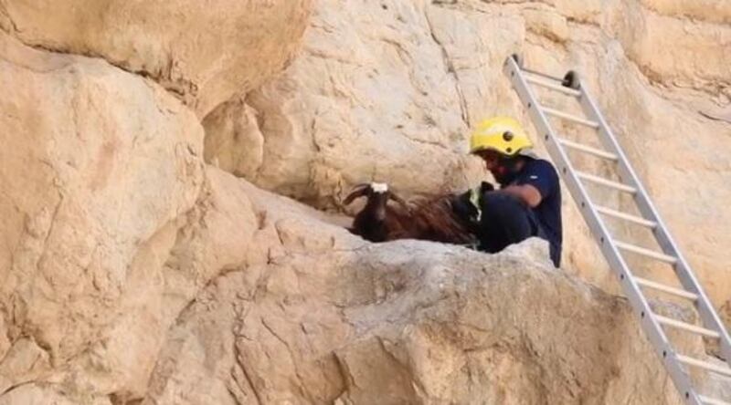 The goat was rescued by Ras Al Khaimah Civil Defence after being stuck on a mountain for several days. Courtesy RAK Civil Defence