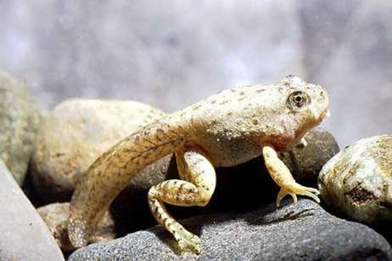 The foothill yellow-legged frog offers hope for a cure to MRSA.