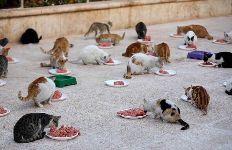 Cats feed on mincemeat at lunchtime. AFP