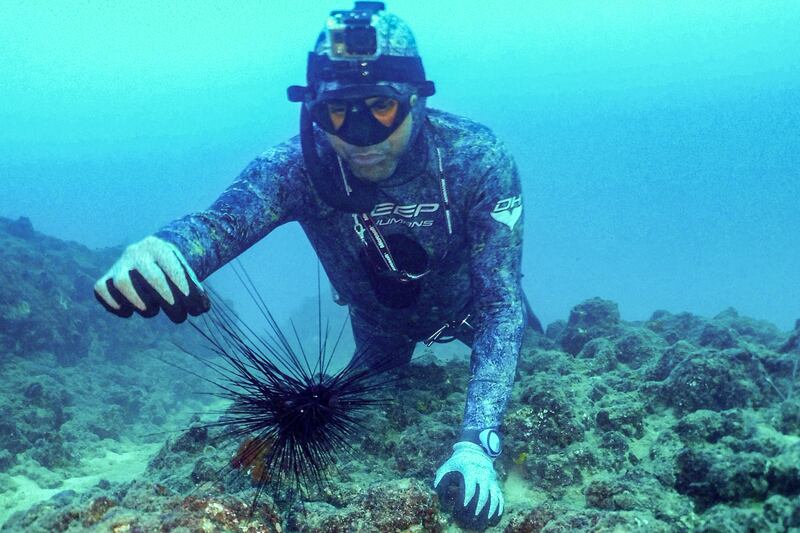 Scientists across the region have expressed concerns about the mass deaths of sea urchins. AFP