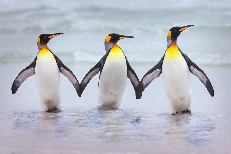 King penguins in Falkland Islands. Dario Podesta / Comedywildlife