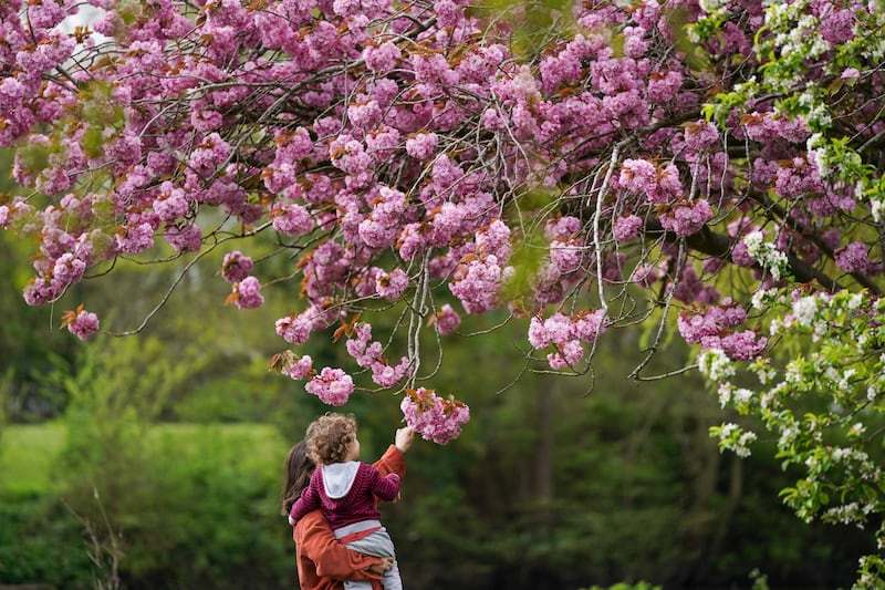 Visitors look at a flowering cherry blossom tree in St Nicholas' Park, Warwick. PA 