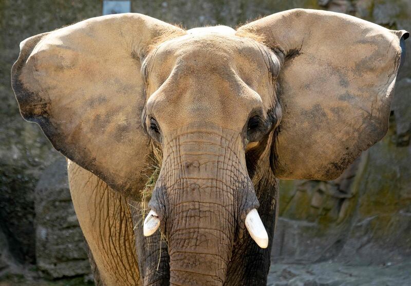 A picture taken shows an African elephant at an enclosure at the Schoenbrunn zoo in Vienna Austria.  AFP