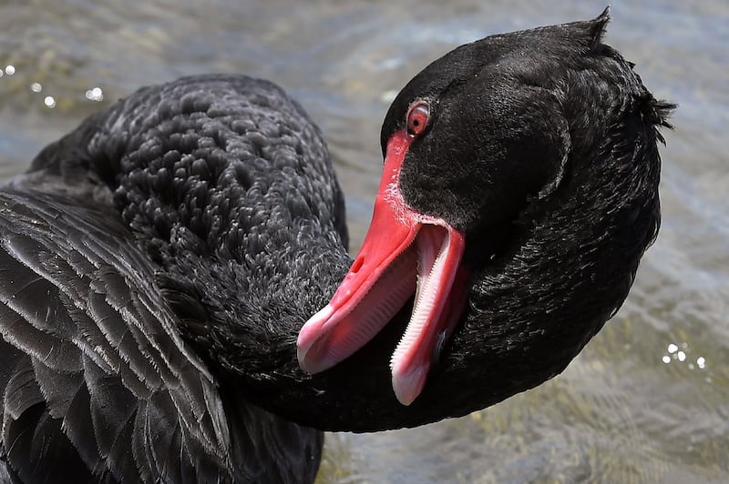 A black swan preens its feathers at Melbourne's Port Phillip Bay, Australia. AFP