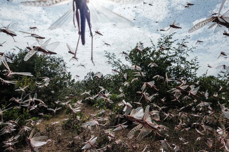 A swarm of desert locust flies after an aircraft sprayed pesticide in the eastern Kenyan city of Meru. Desert locusts belong to the grasshopper family, which form massive swarms when breeding is spurred by good rains. AFP