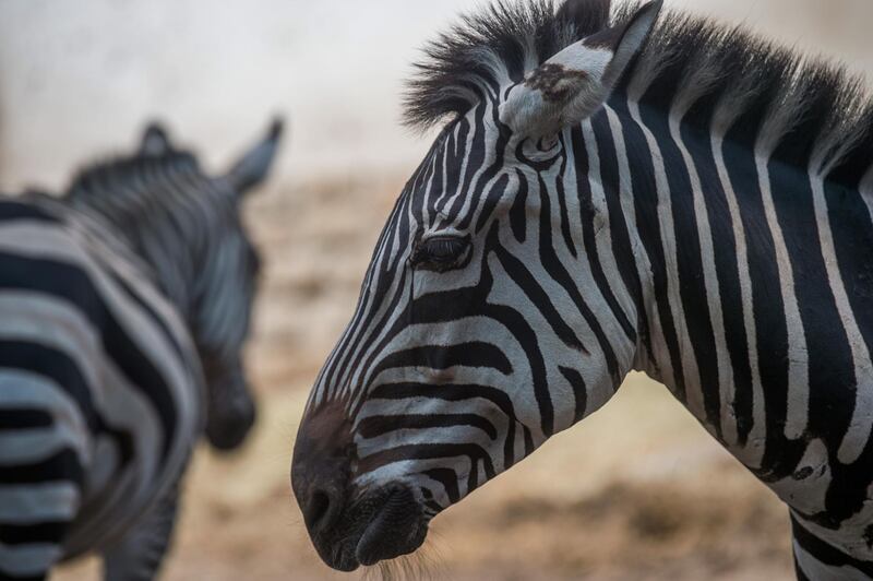 Zebra foals are seen during the presentation of the most popular pets of the Budapest Zoo and Botanical Garden in Budapest.  EPA