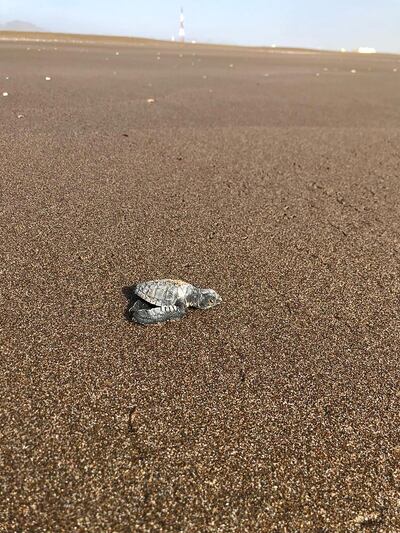 A Olive Ridley sea turtle hatchling on a beach in Sharjah. Courtesy: The Environment and Protected Areas Authority in Sharjah