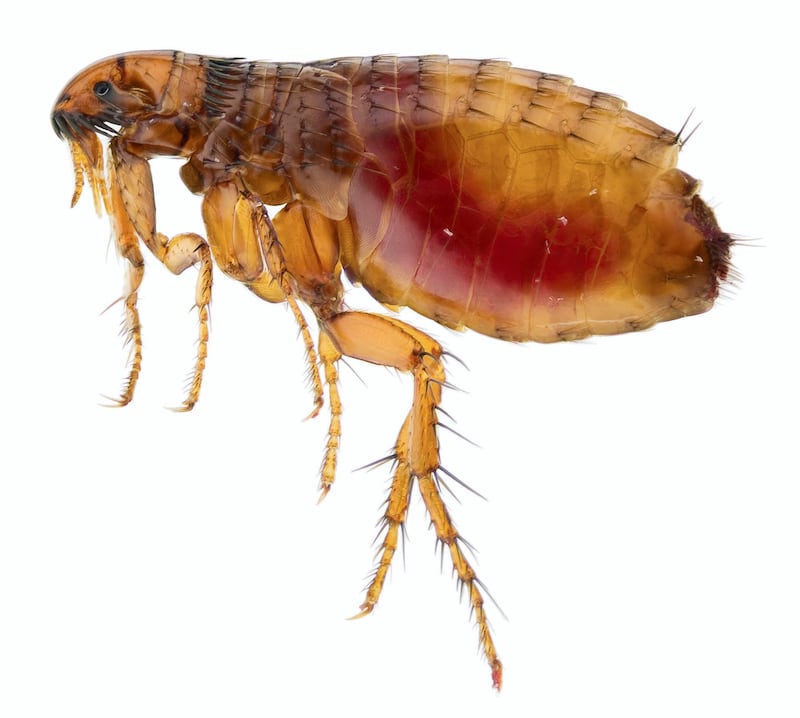 "I allowed this cat flea, Ctenocephalides felis to suck blood from my arm for about 5 minutes before I took this photo, the red colour in the abdomen is because of human blood.The image is a stack of 100 separate shots to give the most detail possible."