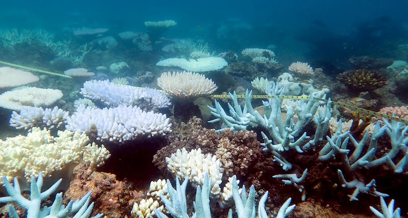 An undated handout photo received from ARC Centre of Excellence for Coral Reef Studies on April 19, 2018 shows a mass bleaching event of coral on Australia's Great Barrier Reef. - The Great Barrier Reef suffered a "catastrophic die-off" of coral during an extended heatwave in 2016, threatening a broader range of reef life than previously feared, a report revealed on April 19, 2018. (Photo by MIA HOOGENBOOM / ARC Centre of Excellence for Coral Reef Studies. / AFP)