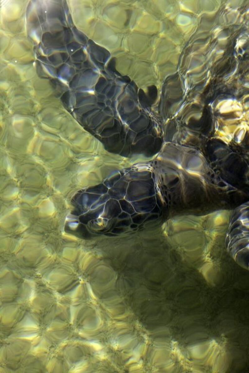 The vast majority of turtles are brought to the “intensive care” centre, which sits 18 metres under sea level in the basement of the Burj Al Arab hotel, by regular beachgoers. Jaime Puebla / The National