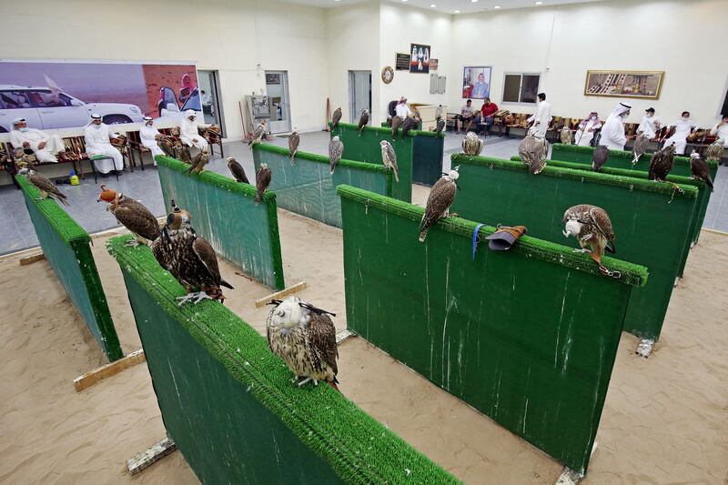 Falcons on display at the auction.