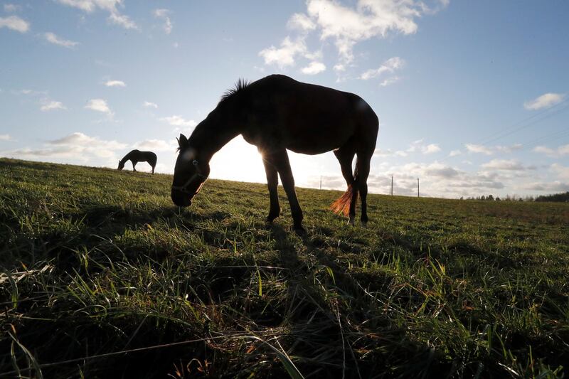 Horses graze on a green meadow during a sunny day, outside St. Petersburg, Russia. EPA