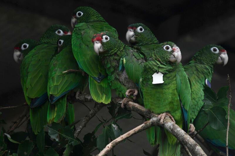 Puerto Rican parrots huddle in one of the flight cages located in the facilities of the Iguaca Aviary at El Yunque. AP