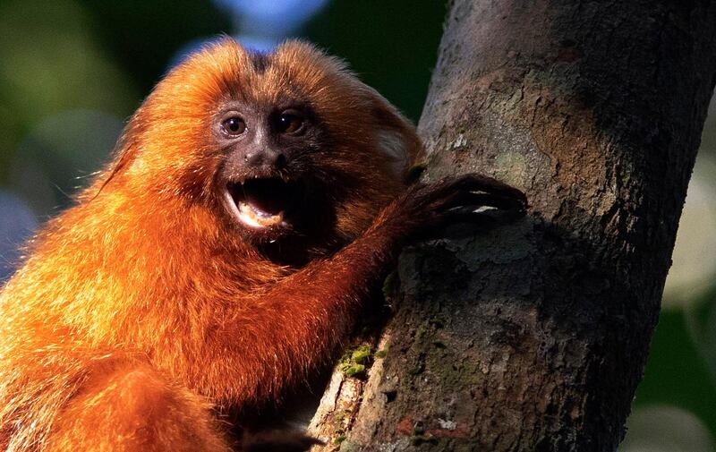 A Golden Lion Tamarin holds on to a tree in the Atlantic Forest region of Silva Jardim in Rio de Janeiro state, Brazil. AP Photo