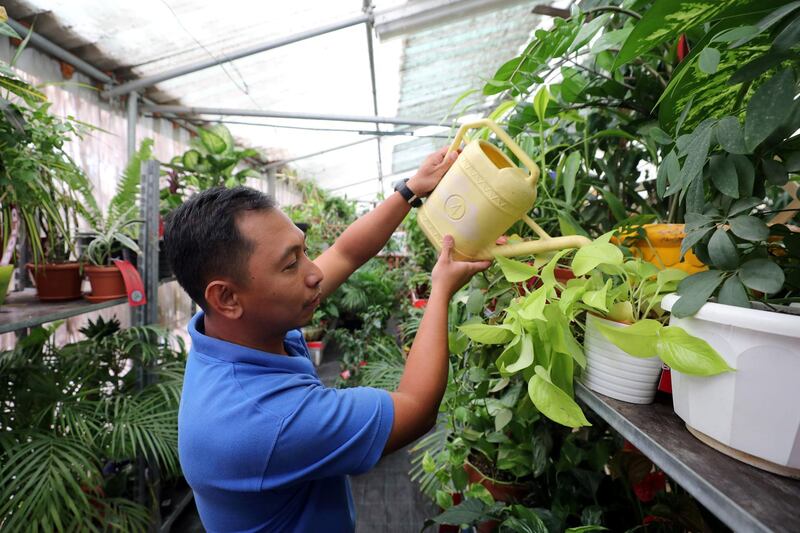 Dubai, United Arab Emirates - July 24, 2019: Staff member Buck waters the plants. Summer Camp for Plants. Plant owners are leaving their plants at a special crèche to be looked after as they go on holiday. Wednesday the 24th of July 2019. Dubai Garden Centre, Dubai. Chris Whiteoak / The National