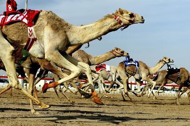 Camels at the 38th annual Al Marmoom Heritage Festival in Dubai. Satish Kumar / The National