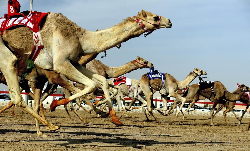 Dubai, April, 06, 2019: Camels participate on the first day of the Marmoom season finals for the camel racing season at Al Marmoom Heritage Village in Dubai. Satish Kumar/ For the National / Story by Anna  Zacharias