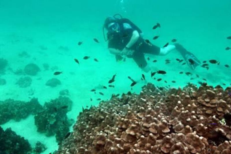 Pics of volunteer divers collecting data on the coral reefs off the Musandam Peninsula. Note these are from last year's expedition. Pictures courtesy Emirates Diving Association