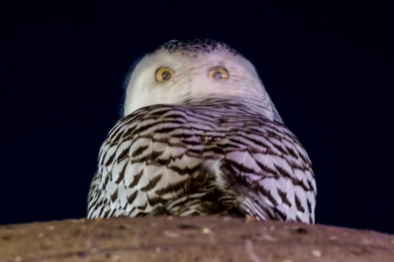 A snowy owl can twist its head to look backwards, thereby seeing all the sites of the US capital of Washington. AP
