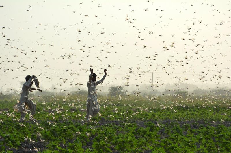 Farmers try to scare away a swarm of locusts from a field on the outskirts of Sukkur in southern Sindh province. Farmers are struggling as the worst locust plague in 25 years wipes out entire harvests in Pakistan's agricultural heartlands, leaving people scrambling for income. AFP