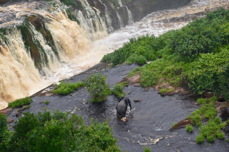 Ivindo National Park in Gabon is home to diverse aquatic and plant life.