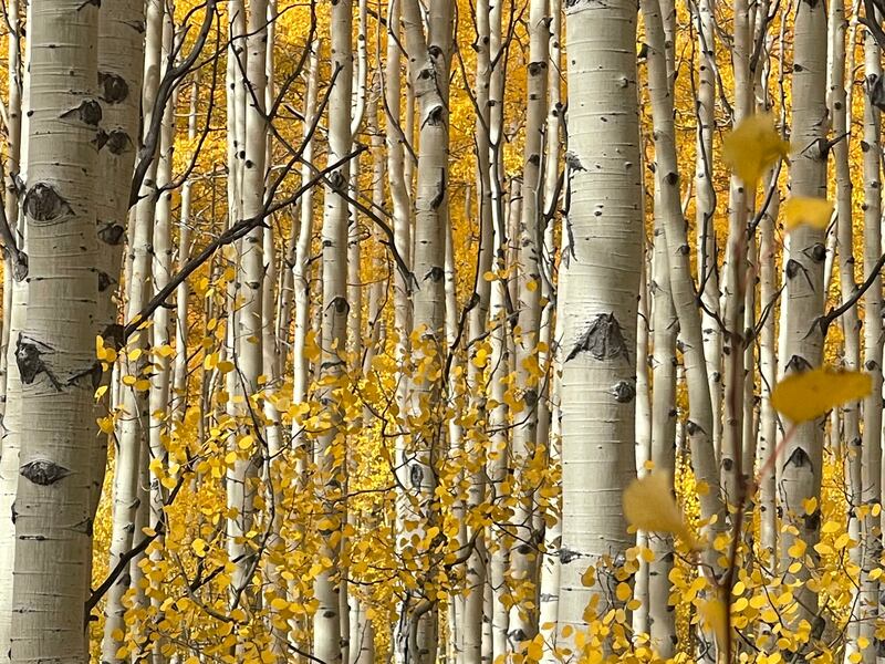 Nature, First Place, 'Moose in Aspen', shot by Andrea Buchanan in Utah, US, on iPhone 12 Pro Max. Photo: Andrea Buchanan / IPPAWARDS