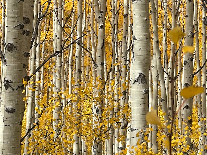 Nature, First Place, 'Moose in Aspen', shot by Andrea Buchanan in Utah, US, on iPhone 12 Pro Max. Photo: Andrea Buchanan / IPPAWARDS