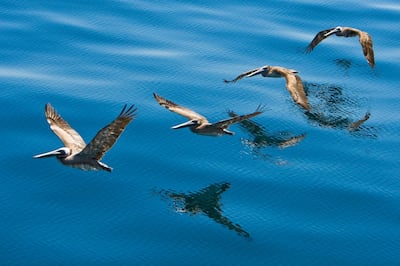 Brown pelicans fly in formation, Sea of Cortez, Gulf of California, Baja California, Mexico