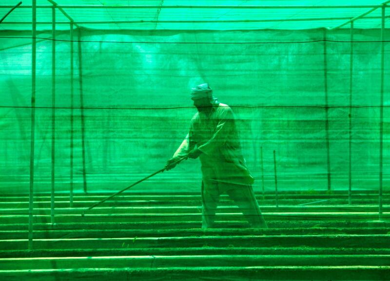 A man works at Al Dhaid agricultural research centre, Sharjah, United Arab Emirates. Jaime Puebla / The National Newspaper