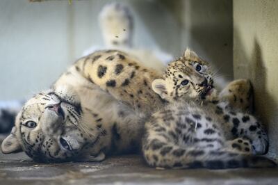 A six-week-old Snow Leopard next to her three-year-old mother Guilda at a zoo in Switzerland. EPA