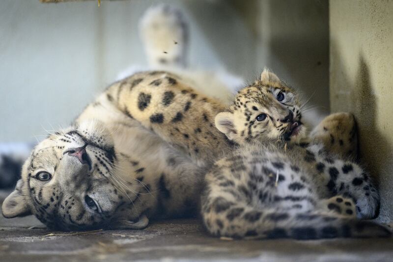 A snow leopard cub, six weeks old, lies next to her mother Guilda, 3, at the zoo of Servion, in Switzerland. Guilda gave birth to two cubs in early June. EPA