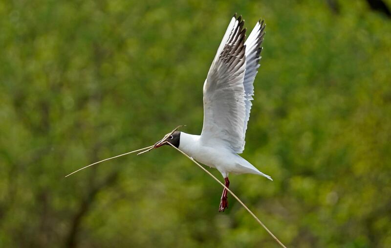 A black-headed gull flies with nesting material at the nature reserve of Wagbachniederung in Waghaeusel, Germany. EPA