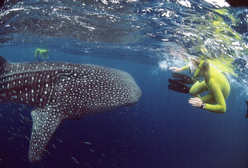 Snorkelling with whale sharks, Australia - The Ningaloo Reef is just as glorious as the far busier Great Barrier Reef on the east coast and comes with the added bonus of the biggest fish on earth - whale sharks. Corbis