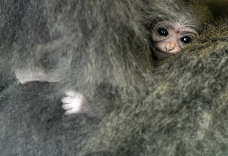 Silvery gibbon Alangalang holds her one week old baby in their enclosure at the Prague Zoo. Michal Cizek / AFP