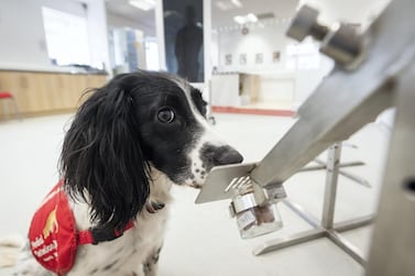 MILTON KEYNES, ENGLAND - MARCH 27: "Freya" correctly detects a sample of malaria from a row of sample pots at the "Medical Detection Dogs" charity headquarters on March 27, 2020 in Milton Keynes, England. The charity is currently working with the London School of Hygiene and Tropical Medicine to test whether the dogs can be re-trained in the next six weeks to provide a rapid, non-invasive diagnosis of the virus. Medical Detection Dogs has successfully trained it's dogs to detect cancer, Parkinson's and bacterial infections, through the sense of smell and is now looking for donations to help cover the costs of the intensive programme. The Coronavirus (COVID-19) pandemic has spread to many countries across the world, claiming over 20,000 lives and infecting hundreds of thousands more. (Photo by Leon Neal/Getty Images)