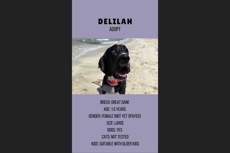 Delilah, 1.5, female.