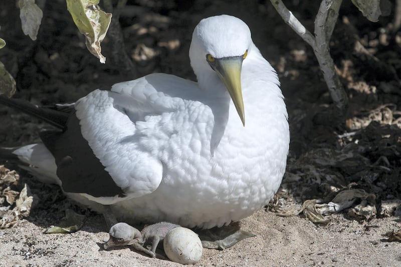 21062019 News Photo: Iain McGregor/STUFF
Henderson Island expedition.
Masked booby and chick.