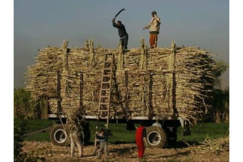 Farmers load sugar cane south of Cairo. Egypt's farmers depend heavily on government support.
