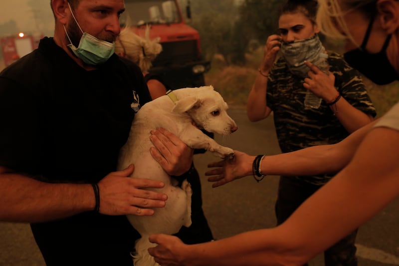 A dog is rescued from the flames in Pefki.