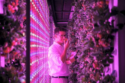 DUBAI, UNITED ARAB EMIRATES - SEPTEMBER 17, 2018. 

Georges Beaudoin, International Operations Manager, Agricool. Agricool grows strawberries in a shipping container in Sustainable City.

Agricool is a french start-up that grows fruits and vegetables inside shipping containers, where they grow without pesticide, minimum water and nutrition intake, no GMOs, and are harvested the day you will purchase. 

(Photo by Reem Mohammed/The National)

Reporter: LIZ COOKMAN
Section: NA