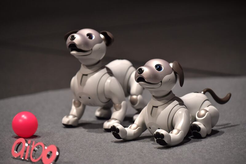 Sony's latest entertainment robots "aibo" are displayed during a press preview at the company's headquarters in Tokyo on November 1, 2017.  

Japanese electronics giant Sony is marking the year of the dog by bringing back to life its robot canine -- packed with artificial intelligence and internet capability. / AFP PHOTO / Kazuhiro NOGI