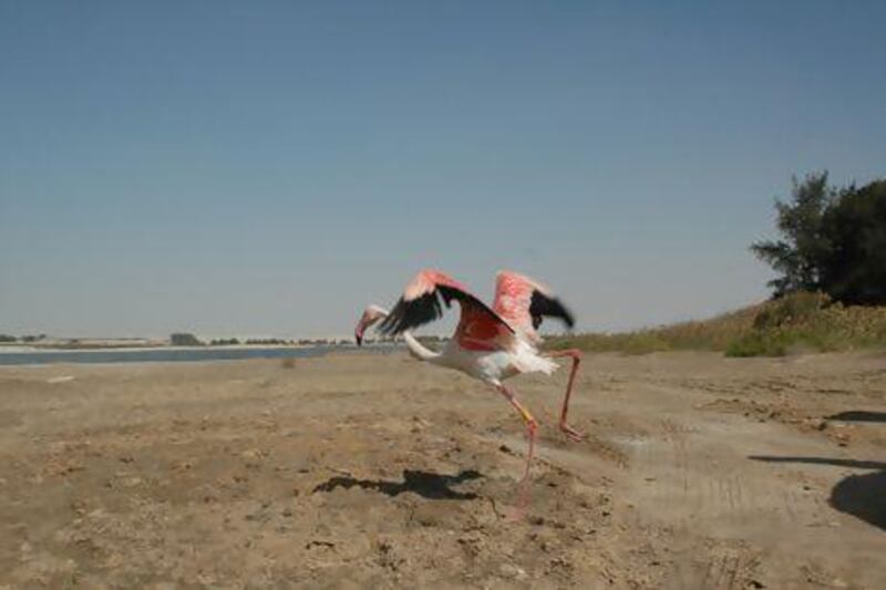 EAD started a programme in 2005 to track greater flamingos to understand movement and migration patterns of the species and establish the origin of the flamingos wintering in the UAE. Courtesy Emirates Natural History Group